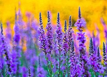 KK官方对战平台开放世界大冒险，采集掠夺打造命运神兵！